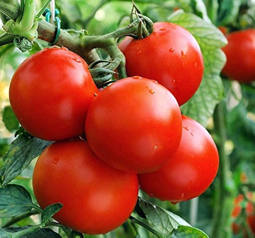 Moneymaker tomato Solanum lycopersicum heirloom vegetable seeds for planting in home garden or urban containers - Dharaseeds