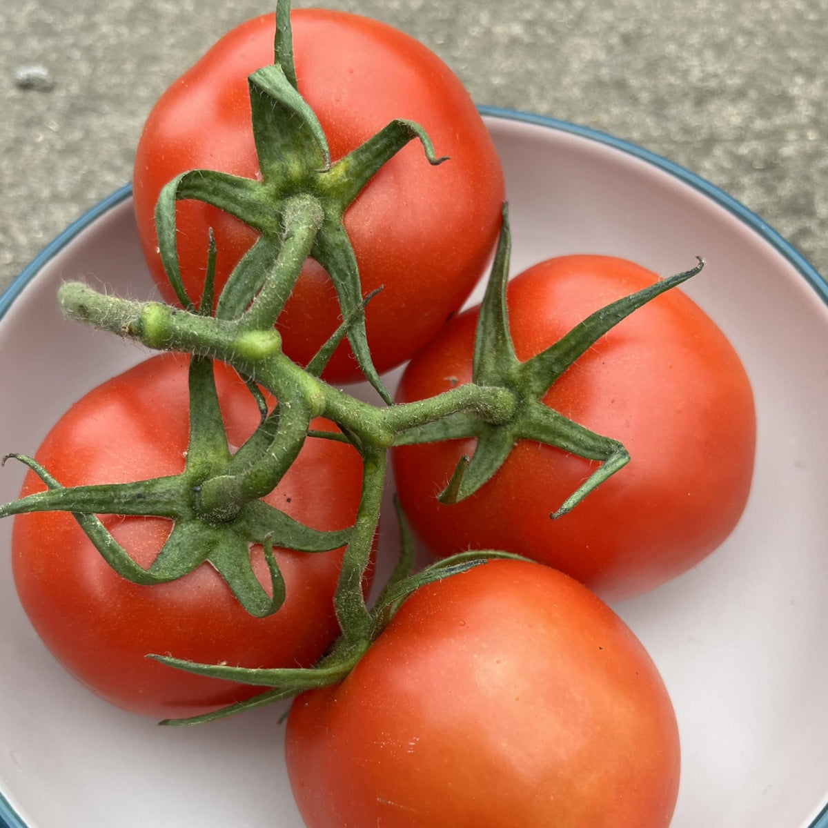 Moneymaker tomato Solanum lycopersicum heirloom vegetable seeds for planting in kitchen garden or balcony pots - Dharaseeds