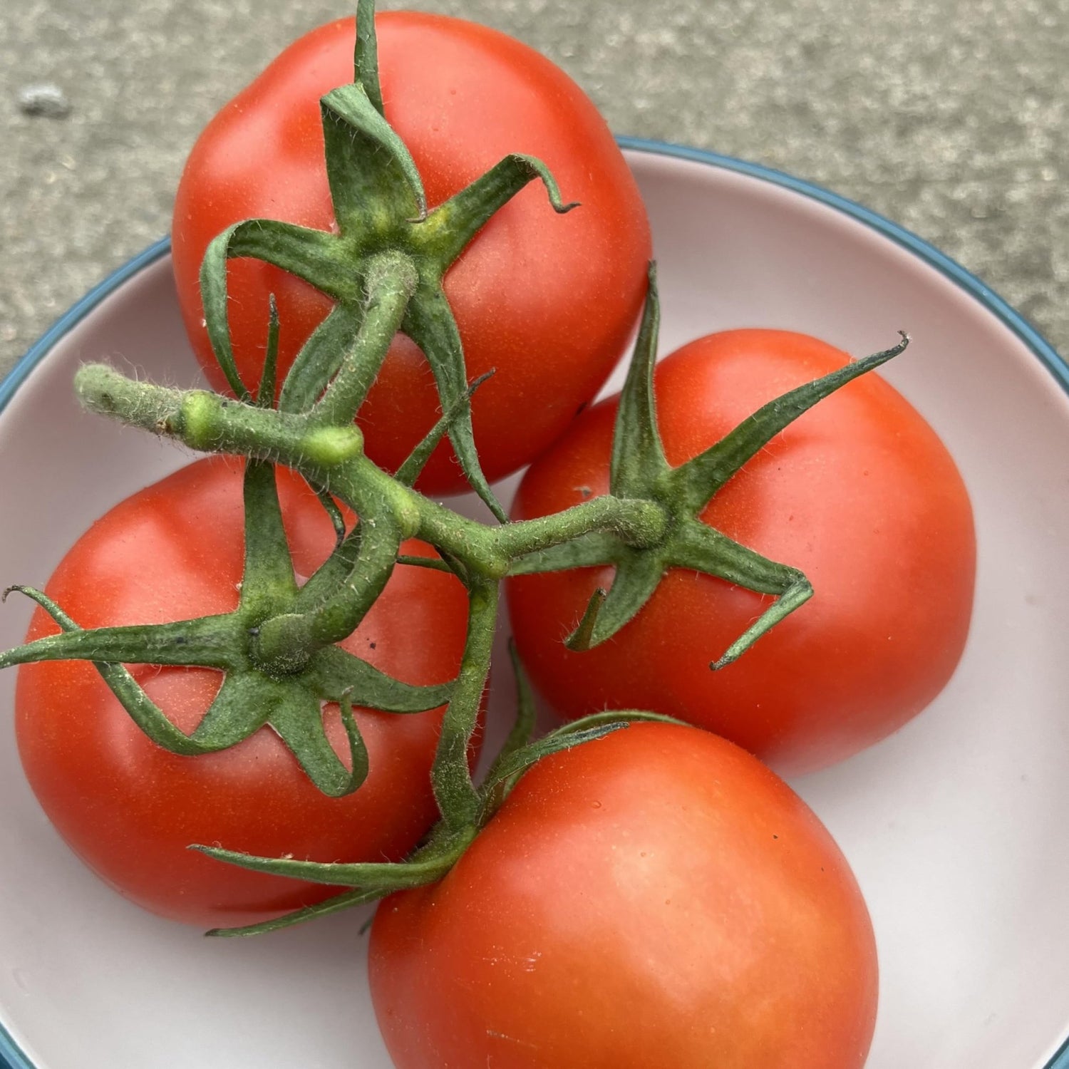 Moneymaker tomato Solanum lycopersicum heirloom vegetable seeds for planting in kitchen garden or balcony pots - Dharaseeds
