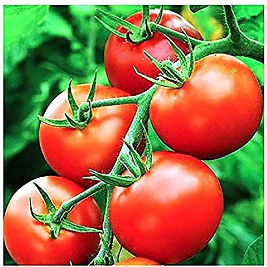 Moneymaker tomato Solanum lycopersicum heirloom vegetable seeds for planting in kitchen garden or balcony pots - Dharaseeds