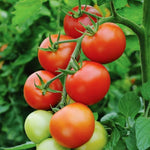Moneymaker tomato Solanum lycopersicum heirloom vegetable seeds for planting in kitchen garden or balcony pots - Dharaseeds