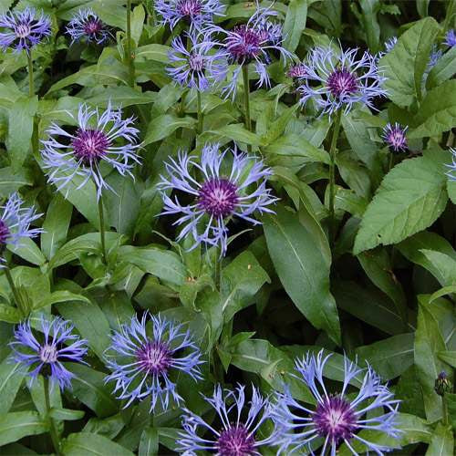 Cornflower Montana Mountain Blue Bloom Flower Seeds