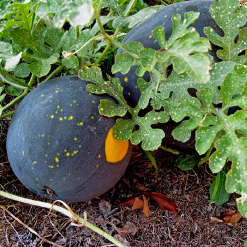 Moon and Stars Watermelon seedlings germinating from quality garden seeds
