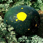 Moon and Stars Watermelon fruit with yellow speckles grown from non GMO seeds