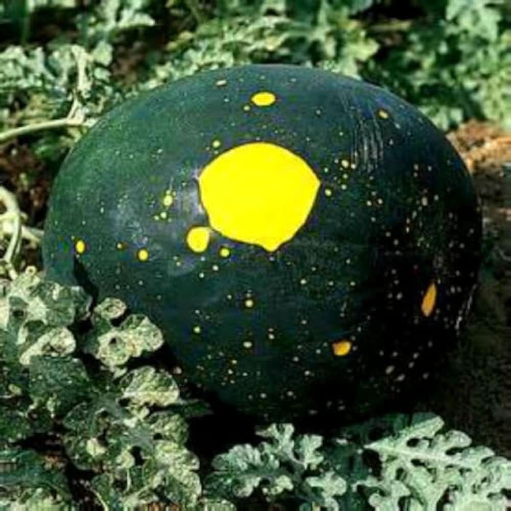 Moon and Stars Watermelon fruit with yellow speckles grown from non GMO seeds