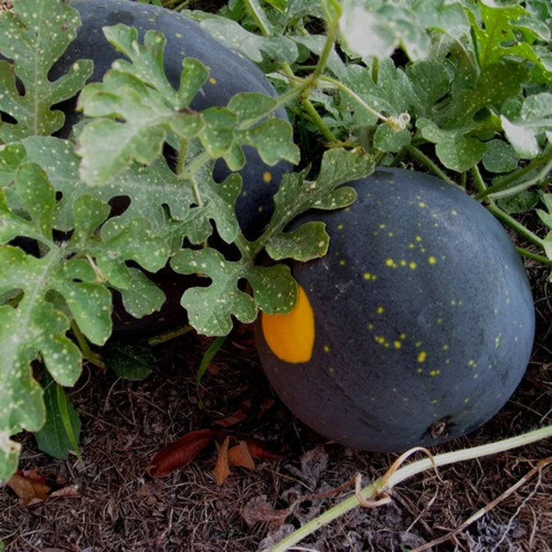 Moon and Stars Watermelon seeds heirloom non GMO Citrullus lanatus for gardening