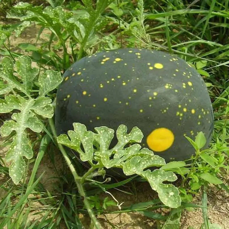 Sliced Moon and Stars Watermelon showing sweet red flesh from heirloom seeds