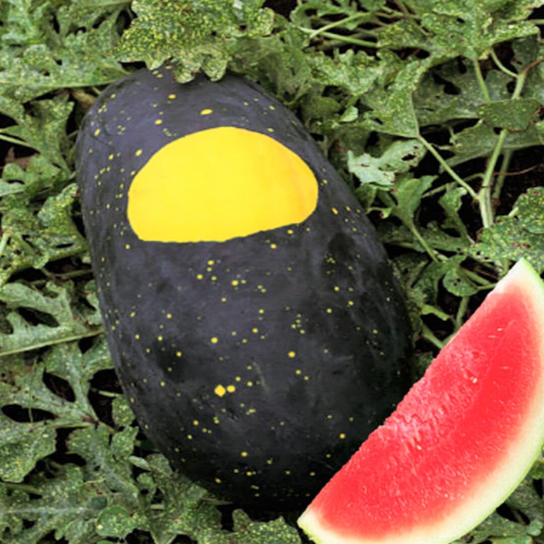 Moon and Stars Watermelon vines growing in backyard garden from seeds