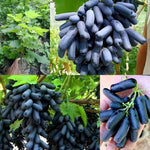Moon Drop black grape seeds for planting sweet seedless grapes