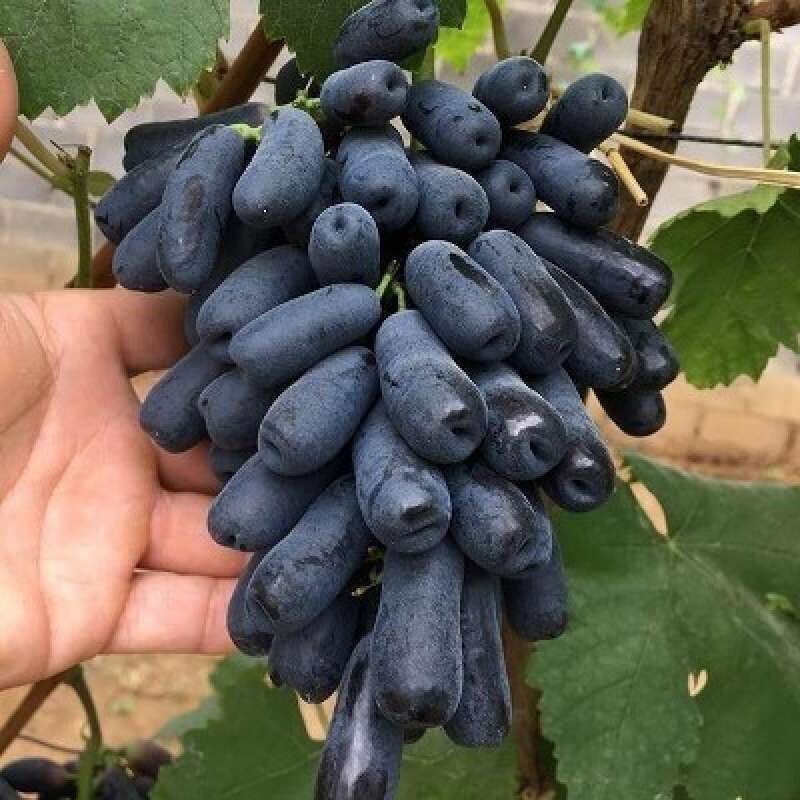 Pack of Moon Drop black grape seeds for planting in garden or vineyard