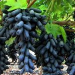 Clusters of Moon Drop black seedless grapes growing on healthy vines