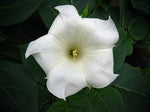 Moon Flower heirloom non-gmo garden seeds