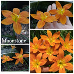 Rain Lily Moonstone heirloom non-gmo garden seeds