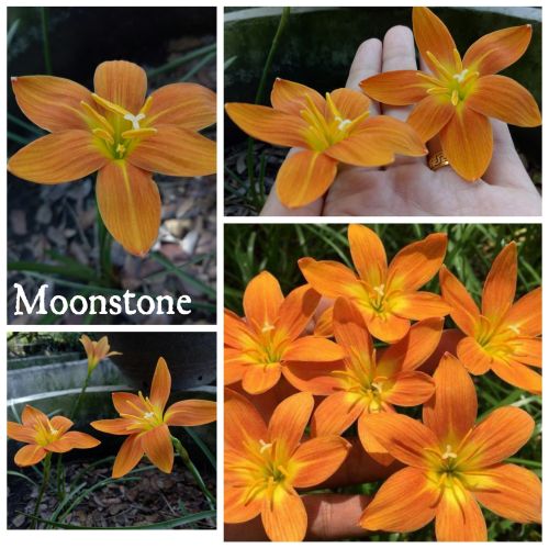 Rain Lily Moonstone heirloom non-gmo garden seeds