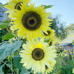 Moonwalker sunflower Helianthus annuus flower seeds for planting in backyard garden or sunny pots - Dharaseeds