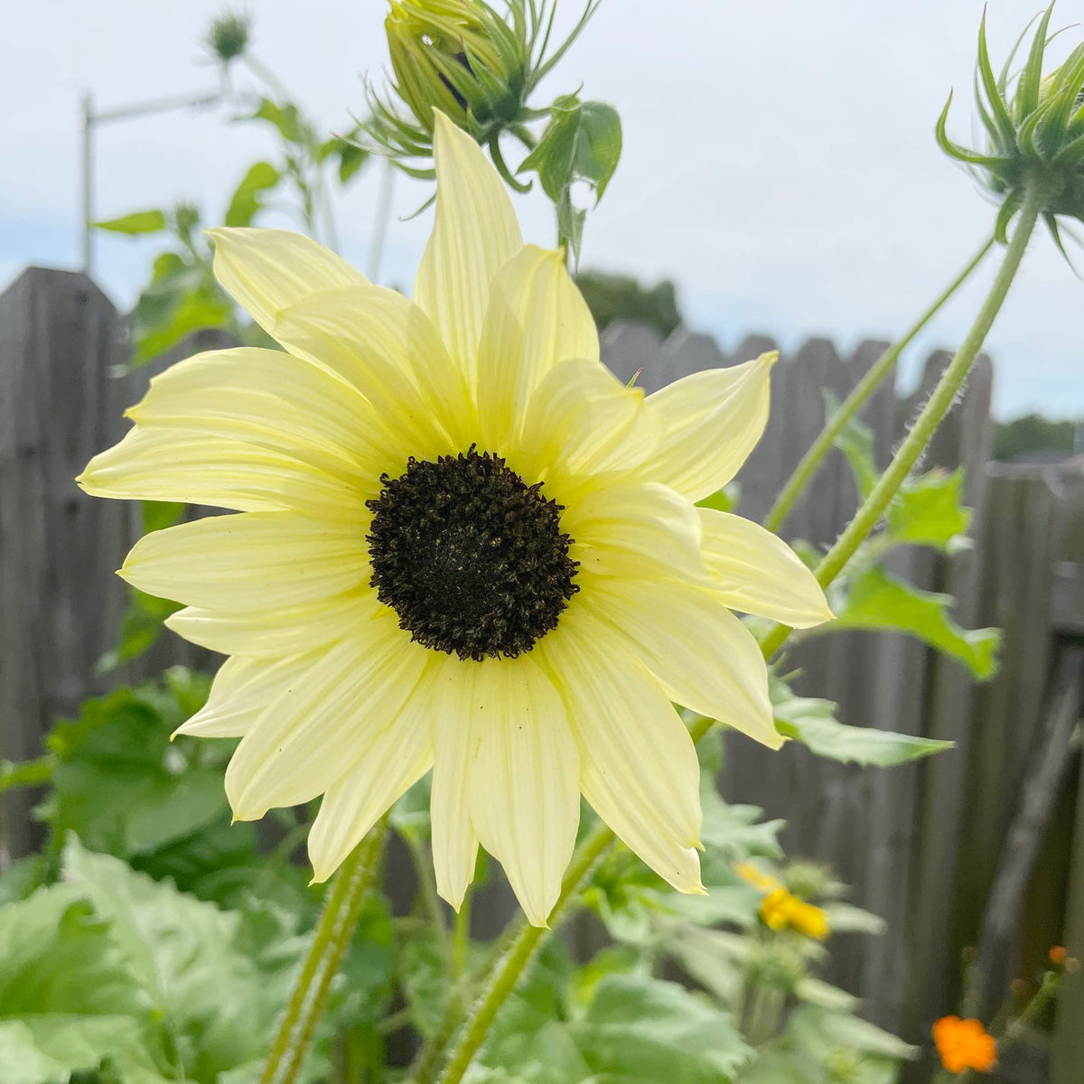 Moonwalker sunflower Helianthus annuus flower seeds for planting in backyard garden or sunny pots - Dharaseeds