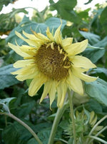 Moonwalker sunflower Helianthus annuus flower seeds for planting in backyard garden or sunny pots - Dharaseeds