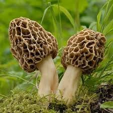 Morchel Vegetable Seeds for Planting - 100 Pcs pcs - Dharaseeds