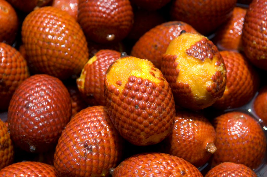 Moriche Palm Fruit (Mauritia flexuosa) Seeds