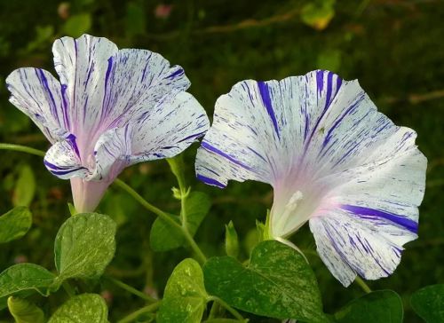 Morning Glory Blue Tiger Open Pollinated heirloom non-gmo garden seeds
