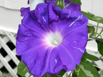 Morning Glory Galaxy Beach Open Pollinated heirloom non-gmo garden seeds