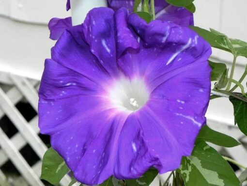 Morning Glory Galaxy Beach Open Pollinated heirloom non-gmo garden seeds