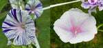 Morning Glory Blue Hige Violet Strip heirloom non-gmo garden seeds