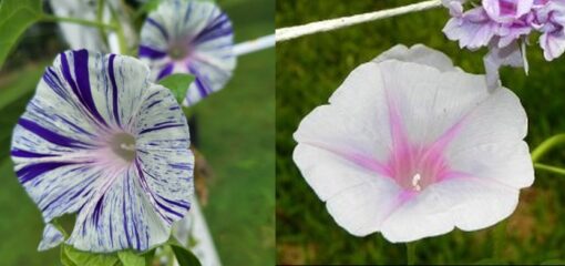 Morning Glory Blue Hige Violet Strip heirloom non-gmo garden seeds
