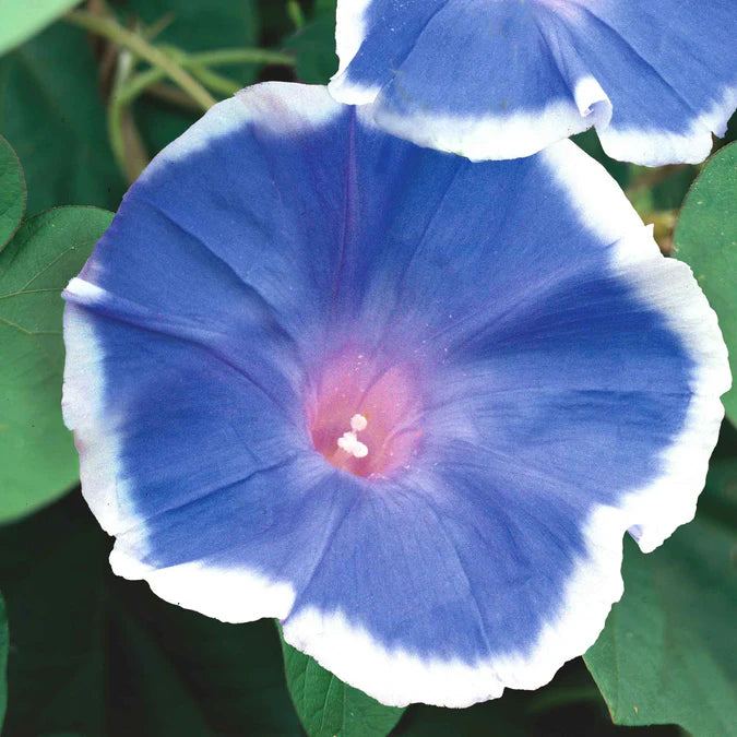 Morning Glory Morning Call Blue & White Picotee