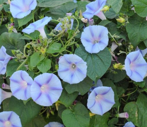 Morning Glory Blue Star Flower heirloom non-gmo garden seeds