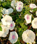 Morning Glory Caprice heirloom non-gmo garden seeds
