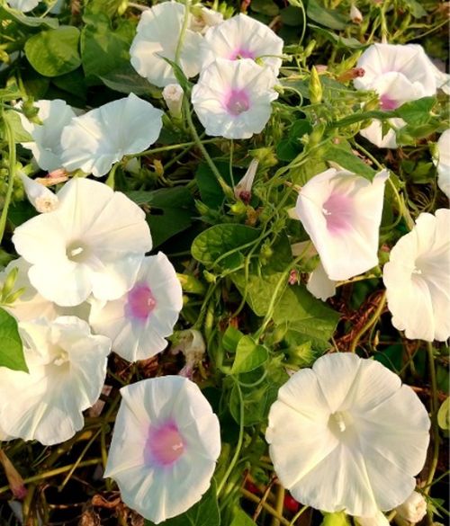 Morning Glory Caprice heirloom non-gmo garden seeds