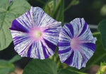 Morning Glory Cdv Blue Vine Open Pollinated heirloom non-gmo garden seeds