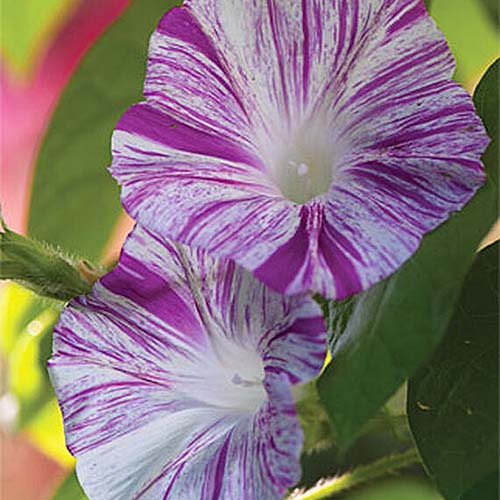 Morning Glory Cdv Pink Vine Open Pollinated heirloom non-gmo garden seeds