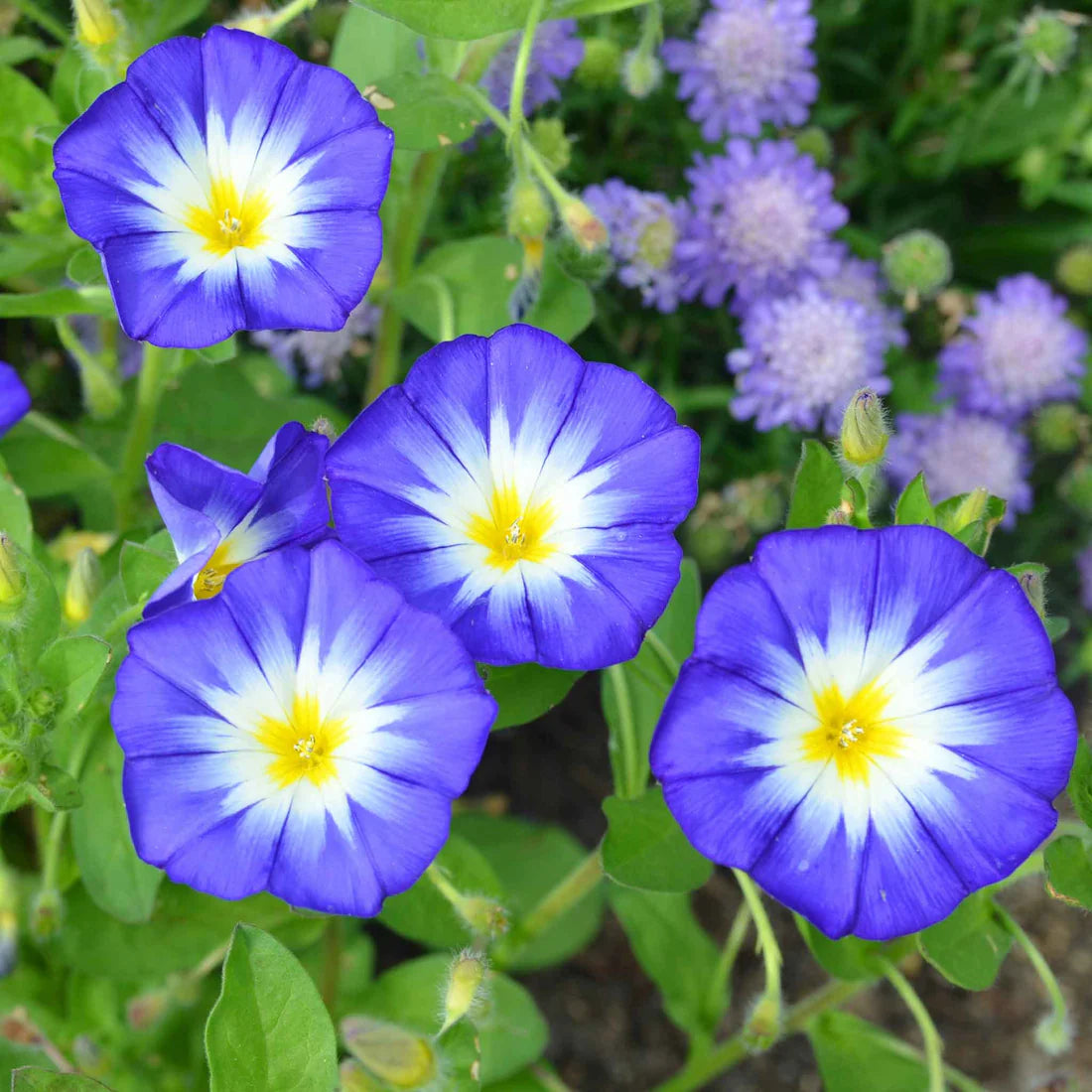 Dwarf Morning Glory Royal Ensign