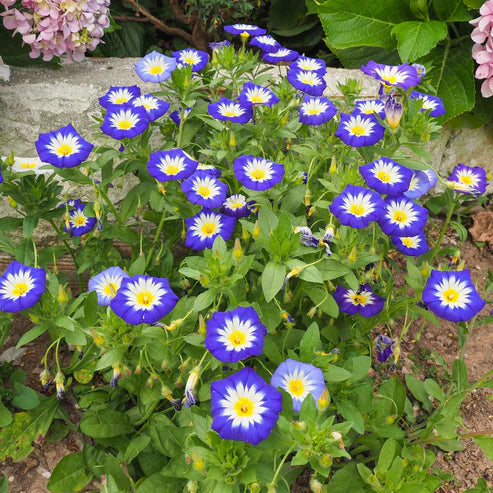 Dwarf Morning Glory Royal Ensign