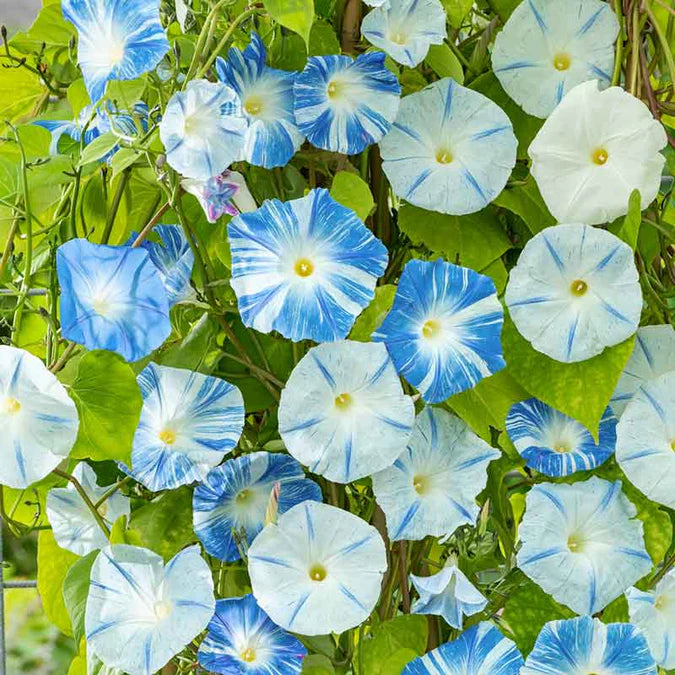 Morning Glory Flying Saucers