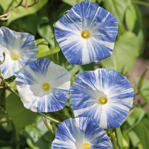 Morning Glory Flying Saucers