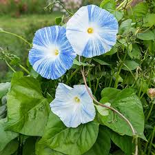 Morning Glory Flying Saucer Flower Imported heirloom non-gmo garden seeds