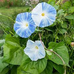 Morning Glory Flying Saucer Flower Imported heirloom non-gmo garden seeds