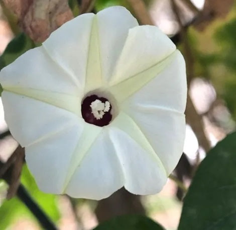 Morning Glory Golden White heirloom non-gmo garden seeds