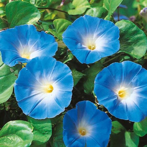 Morning Glory Heavenly Blue Vine Imported heirloom non-gmo garden seeds