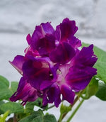 Morning Glory Purple Hige Open Pollinated heirloom non-gmo garden seeds