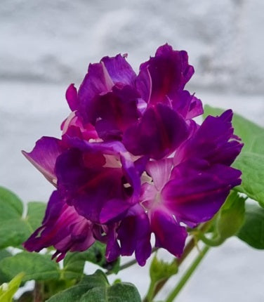 Morning Glory Purple Hige Open Pollinated heirloom non-gmo garden seeds