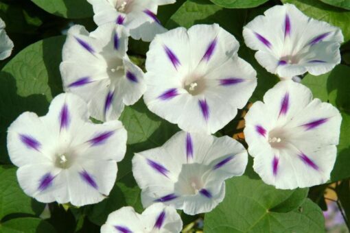 Morning Glory Milky Way Open Pollinated heirloom non-gmo garden seeds