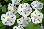 Morning Glory Milky Way Open Pollinated heirloom non-gmo garden seeds