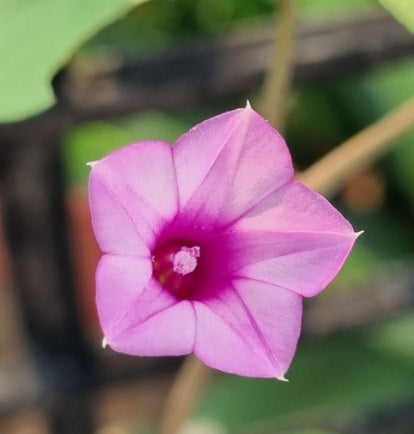 Morning Glory Mini heirloom non-gmo garden seeds