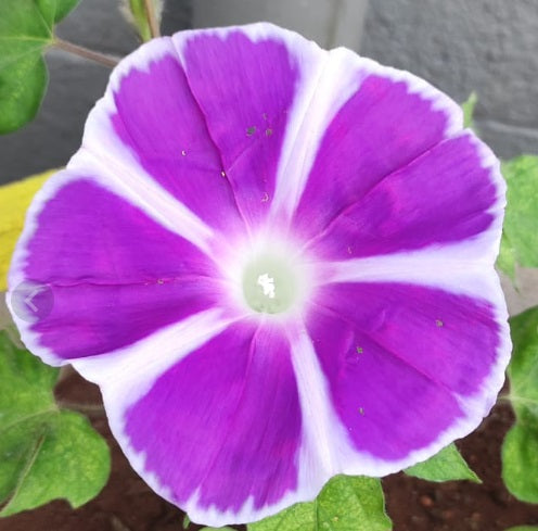 Morning Glory Mt Fuji Purple Vine Imported heirloom non-gmo garden seeds