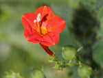 Morning Glory Red Ipomoea Hederifolia Open Pollinated heirloom non-gmo garden seeds