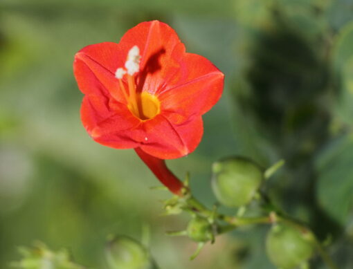 Morning Glory Red Ipomoea Hederifolia Open Pollinated heirloom non-gmo garden seeds